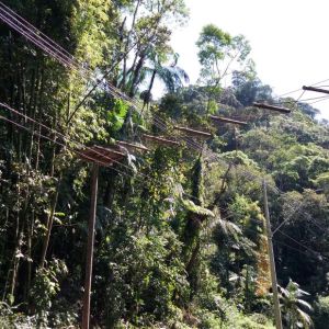 Rodovia dos Tamoios implementa passagem aérea de fauna no trecho de Serra
