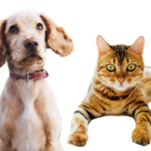 Concessionária Tamoios apoia mutirão de castração e atendimento veterinário