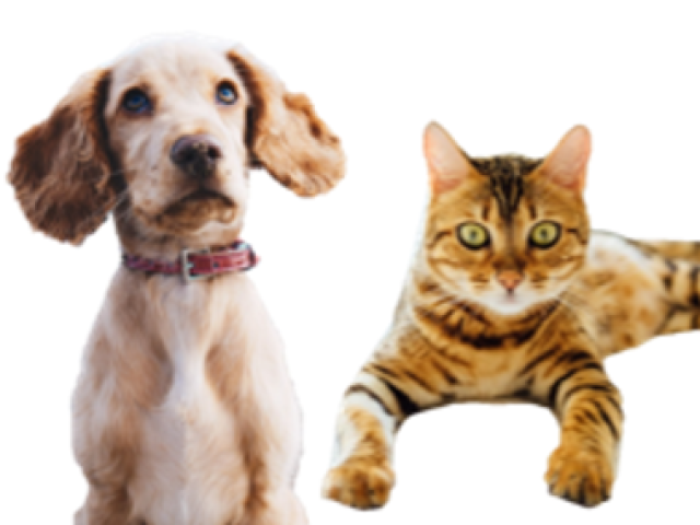 Concessionária Tamoios apoia mutirão de castração e atendimento veterinário