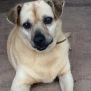Concessionária Tamoios apoia organização que abriga cães abandonados