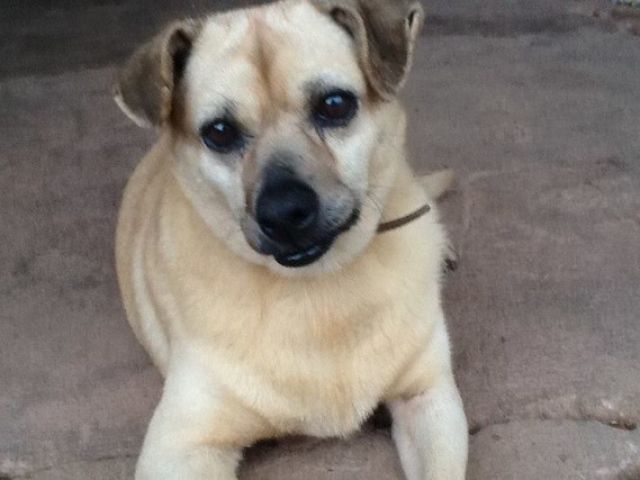 Concessionária Tamoios apoia organização que abriga cães abandonados