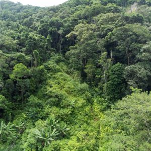 São Sebastião: drones e biocápsulas ajudam a reflorestar área afetada por temporal em 2023