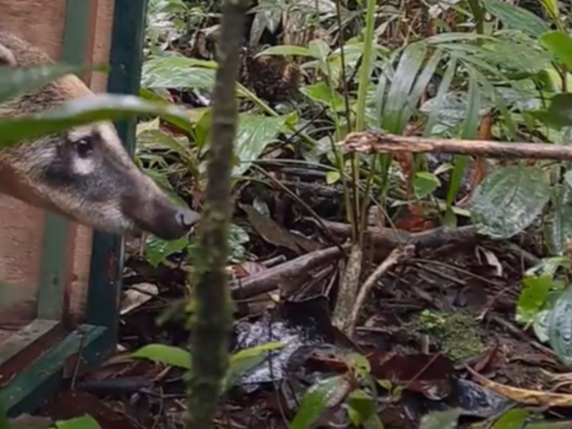 Tamoios e Univap realizam soltura de animais resgatados na rodovia