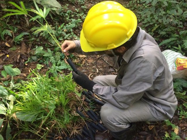 Concessionária Tamoios inicia plantio de mudas de palmeira juçara no Parque Estadual da Serra do Mar