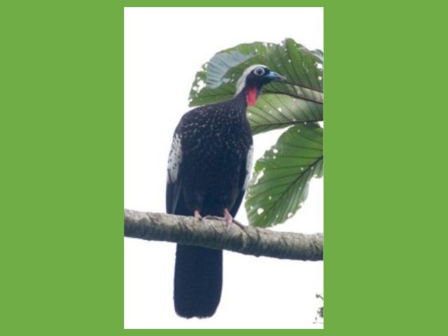 Conheça o Projeto Jacutinga