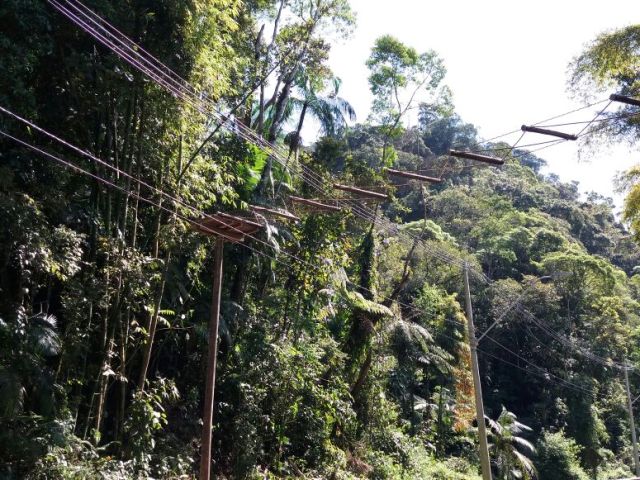 Rodovia dos Tamoios implementa passagem aérea de fauna no trecho de Serra